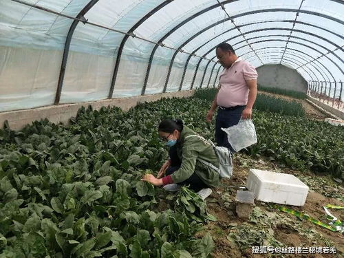 若羌縣 技術培訓筑牢防線，傾力打造放心“菜籃子”