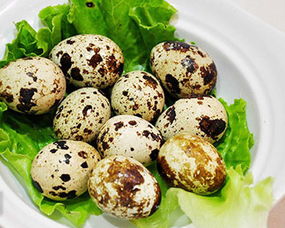 永年縣施莊建創 專注優質土雞蛋與鵪鶉蛋銷售的食用農產品專家